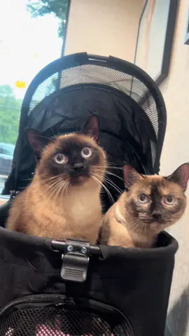 We are siamese, if you please…🩵🐾 . . #avonanimalhospital #fyp #avonohio #ohio #veterinary #animalsoftiktok #viral #vetmed #veterinarian #cute #pets #dogsoftiktok #catsoftiktok #dogtok #cattok #trendy #siamese 