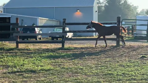 #RubySue zooms 🥰 #2029FuturityHopeful #AQHA #barrelhorse #barrelracer 
