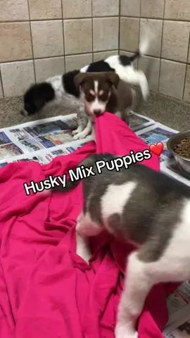 Who doesn’t love little Husky mixes!! I’m sure this group lives up to their reputation! Lol #husky #pets #PetsOfTikTok #funnyanimals #dogsoftiktok 