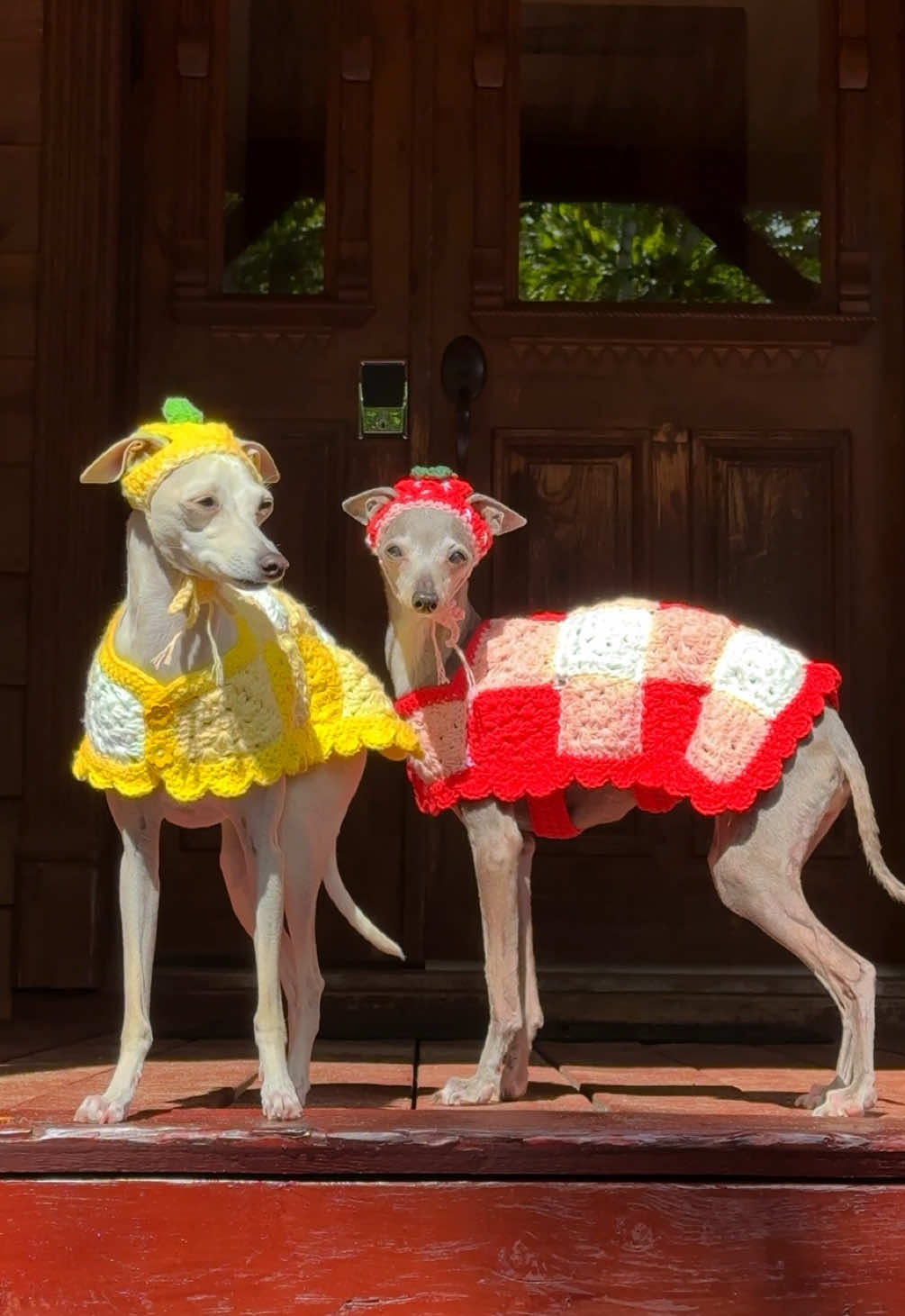 Maybe in another universe we’re two little Italian Greyhounds trotting along in crocheted jackets Crocheted looks by @Boot Scootin’ Crochet for Pets 