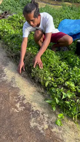 Rezeki anak kampung mencari ikan di sawah