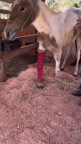 #fyp #fypシ #sanctuary #newyork #goviral 