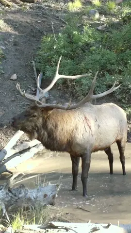 Checkout big fellas shoulder.  What do you think caused that wound? #seewhatyouvebeenmissing #reconyx #bigbull #elk 
