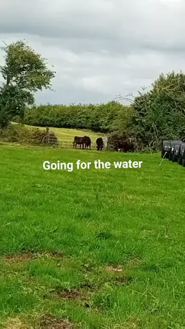 #ireland #fyp #calves #cattle #water 