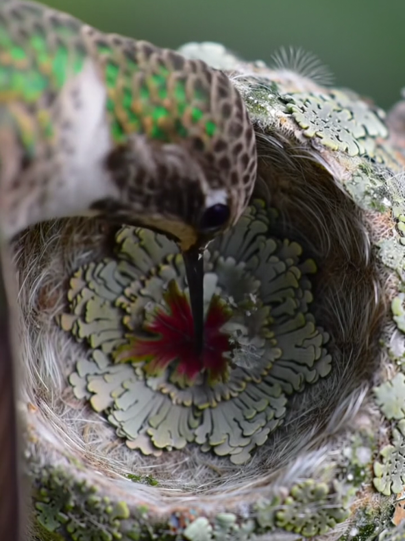 🌿🐦 Hummingbird’s Red-Petal Nest ✨🌺 Hidden among the branches, a tiny hummingbird begins the delicate work of turning shelter into art. Its nest, already woven from soft green lichens, blends perfectly into the bark like a natural camouflage. But today, the bird adds something more. With its slender beak, it gathers bright red petals from nearby flowers and carefully presses them into the outer walls of the nest. Each petal shines like a jewel against the soft mossy green, transforming the simple cradle into a living ornament. The contrast is striking: fiery red against gentle green, fragility against strength. It is not only protection for the future chicks, but also a celebration of beauty, as if the bird cannot resist turning survival into something extraordinary. In the stillness of the forest, this moment becomes a reminder that even the smallest beings carry within them a spark of artistry, weaving color into the fabric of life. #Hummingbird #NatureArt #BirdNest #WildlifeWonder #TikTokNature