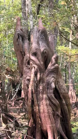 Crazy tree’s at Ebenezer Creek, Rincon Georgia  #sharih55 #foryoupage #kayakingebenezercreek #ebenezercreek #fyp 