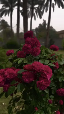 #مواعظ_مؤثرة #الشيخ_علي_المياحي 