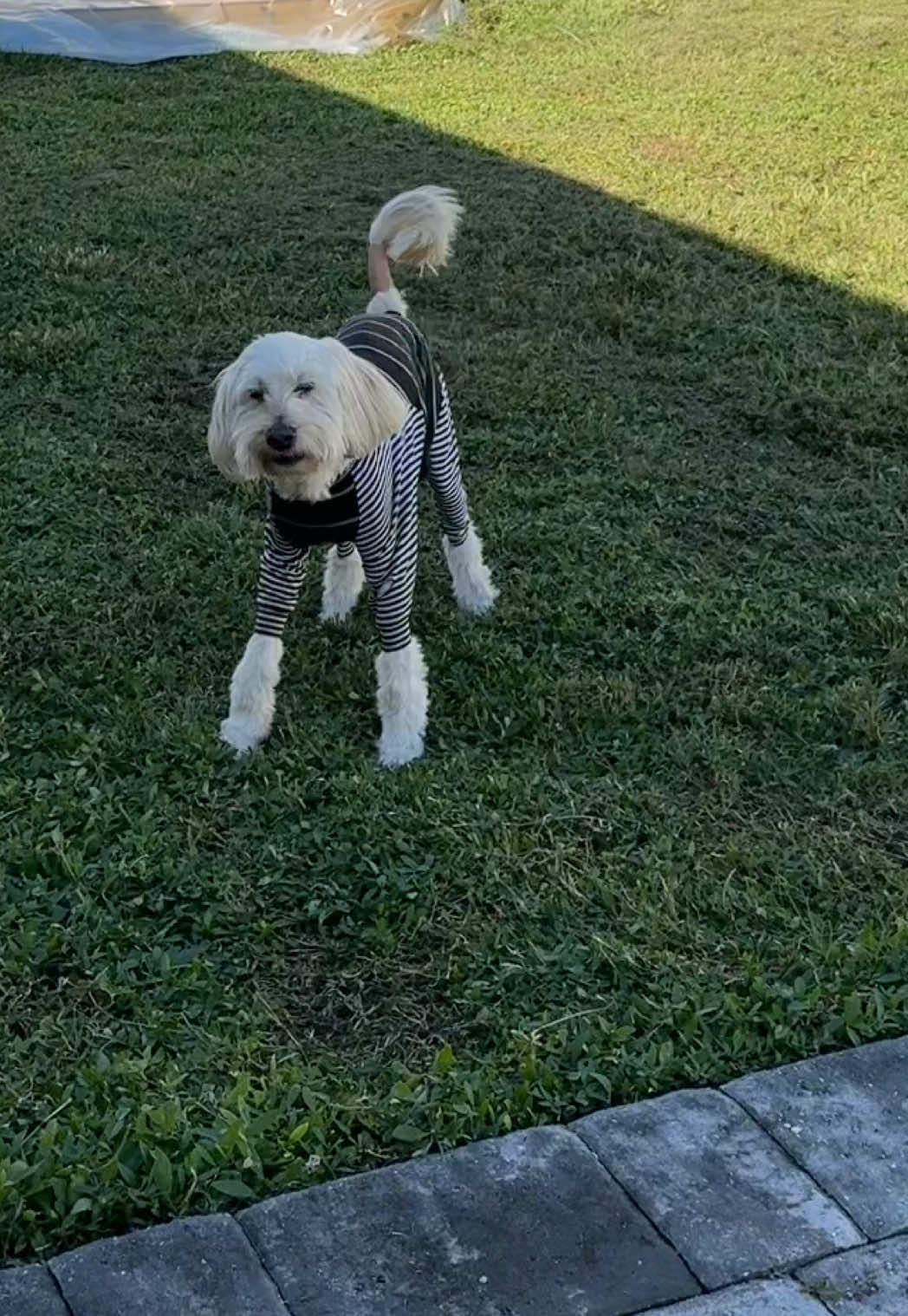17 amazing years with my best friend. He was engrained into my life. The grief is unbearable.  #childhooddog #petloss #grief 