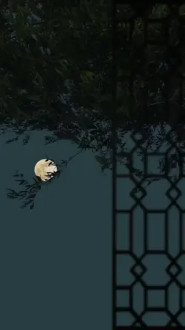 #CapCut ماغبت عن فكري لحظه #باسم_الكربلائي #جابر_الكاظمي #قوالب_سرو 