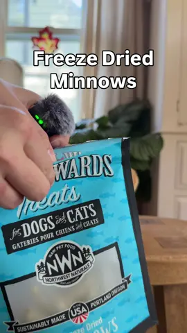 We were gifted some more of our favorite snacks and needless to say, today was the best day of Popcorns life 🤣  We dealt with a crate regression about a month ago (I need to share more about it) and I really think pairing Popcorns FAVORITE snacks with the crate was the second most helpful thing we did.  I did some treat scatters on the bottom of the crate floor, tossed some in there ANYTIME I saw him near it, and GAVE his high value treats in the crate before allowing him to carry it to his bed.  He didn’t have to stay in the crate…. But he did have to be in there to GET it 😉  Which one do you think your pup would like the most?  We need to stock back up on the frozen chicken necks (groceries have been a lil more pricey the past couple weeks 😅) but he also REALLY likes these freeze dried ones! @northwestnaturals 