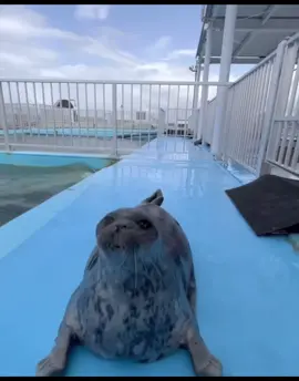 Sealsss #fyp #xzyabc #seal #sealsoftiktok #tokkaricenter 