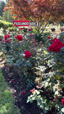 Ojalá no recibiera #flores chiquitas sino de estos rosones 🤩 #amor 