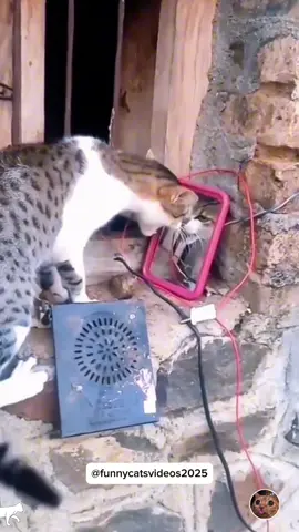 Cat vs mirror #cat #funnycat #funnyvideos #fyp #pourtoi 