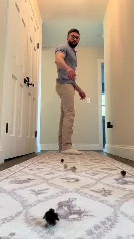 Taylor and Candice aren’t the best listeners 😒😂 #quail #babyanimals #cuteanimals #cutenessoverload #fyp  