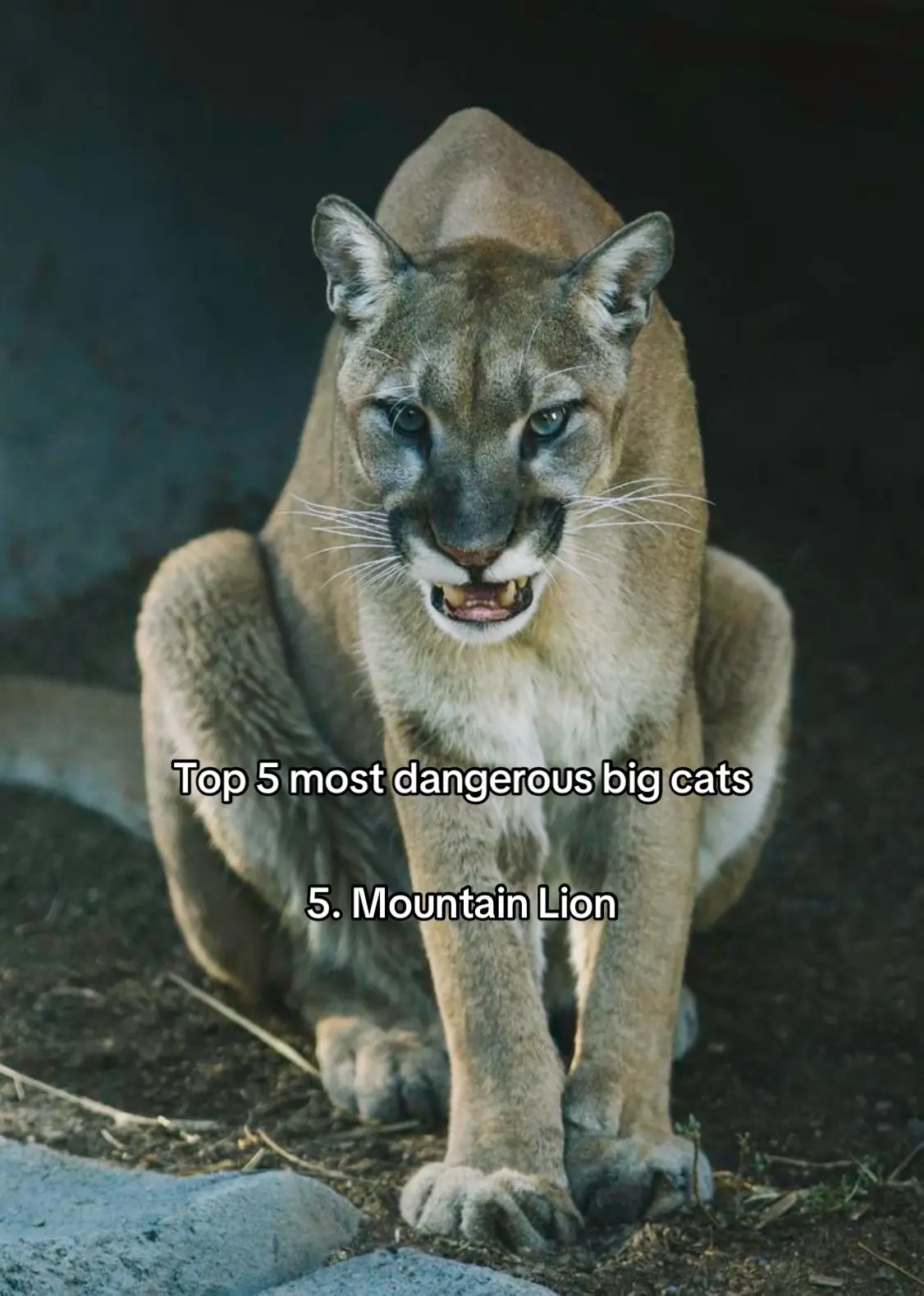 Absolutely terrifying #fyp #catsoftiktok #bigcat #furbaby #persiancat 