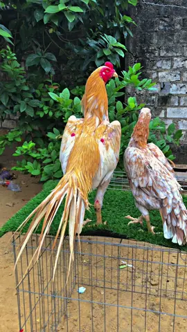 Ekor lidi bojonegoro bosku, sepasang super jos jis 🐥😁 #ekorlidi #ekorlidisuper #dittzyfarm #kopisusu #bangkokekorlidi 