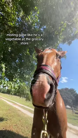 sorry gabe #horses #trending #vegetable #fyp