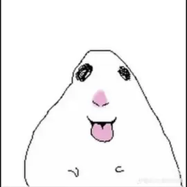 #hamster #hampster 