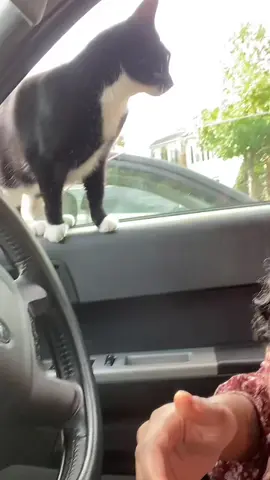 Well excuse tf out of me …#fyp #fy #cats #tuxedocat #catsoftiktok 