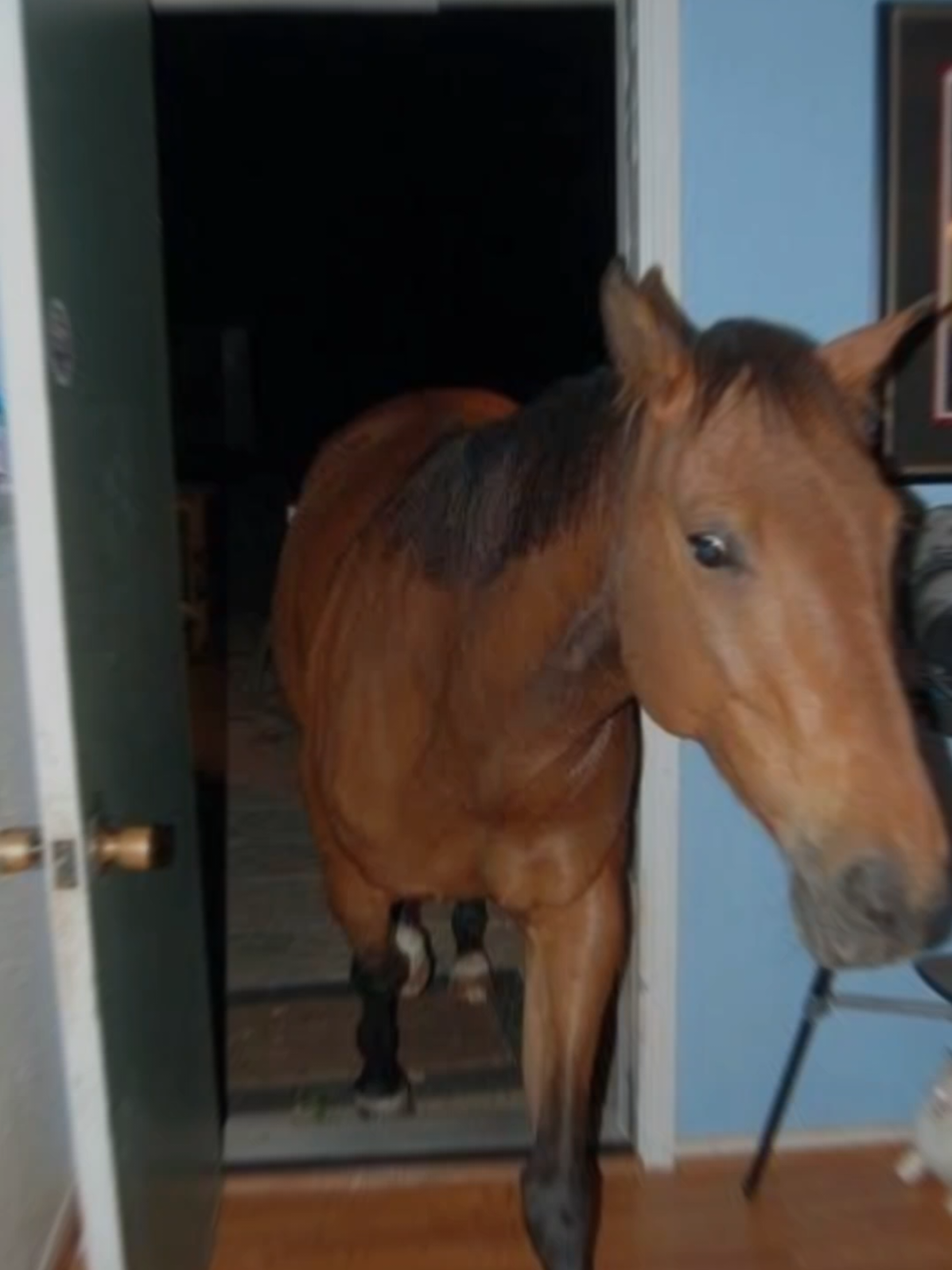 norman is no longer with us #goofyahh #horsesoftiktok #loudsound #fyp #foryoupage 