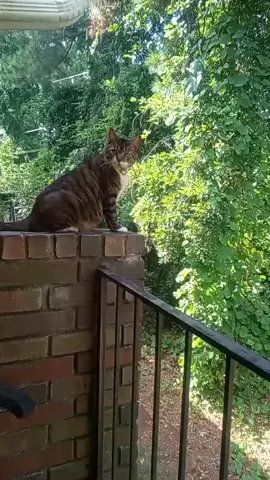 #Bigwoe #ladiesman #mypunkin🧡 