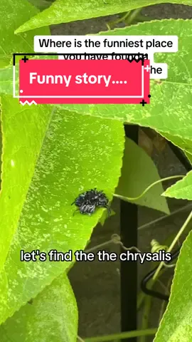 #monarchbutterfly #chrysalis #garden #butterflygarden #funnystory