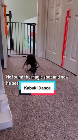 Piper's arthritis is really getting to him, and it's heartbreaking to see him struggle with his favorite kabuki dance after peeing. #rescuedog #blinddog #deafdog #mansbestfriend #dogdementia #SeniorDogLove #caninedementia 