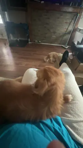 #dashhoundsoftiktok #weinerdog #chiweenie #dogsofttiktok #PetsOfTikTok 