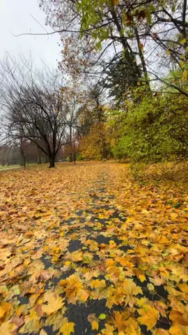 Autumn walk 🍂 #fall #autumn #autumnvibes🍁 #foryoupage #fypシ゚viral 