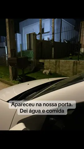 Um pouquinho de como a mais de 1 ano nossa família ganhou mais “um” membro ❤️#adocaodeanimais #cachorros 