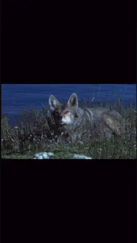 Oh urban coyote, how my heart aches for you. #coyote 