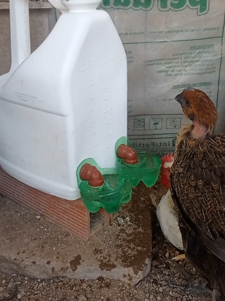 Bebedero Automático para criar a tus pollitos hecho solo con materiales Reciclados ♻️♻️