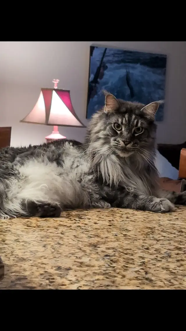 Share your judgy mean cat. #maincoon #mean #cat 