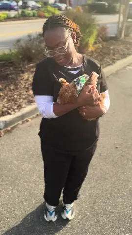 Congratulations on your new puppy @estherdabrat #fyb #PuppyTikTok #BrownPoodle #NYCPuppies #DoodleLife 