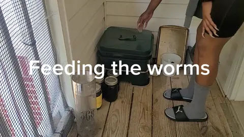 Feeding red wigglers #worms #compost #scraps #CapCut 