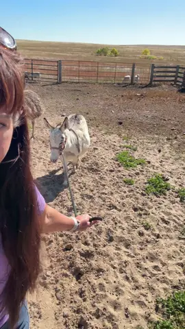It’s farrier day on the ranch!   #minidonkey #horses #farrier #wyoming #ranch  