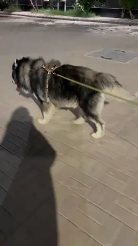 He’s not as soft as he looks ##fyp##يوم_الوطني💚💚🇸🇦##ksa🇸🇦##foryoupage##dogs