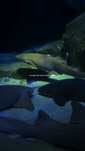 fun fact sharks are my fav animal #fyp #shark #marinebiology #ocean #sharks 