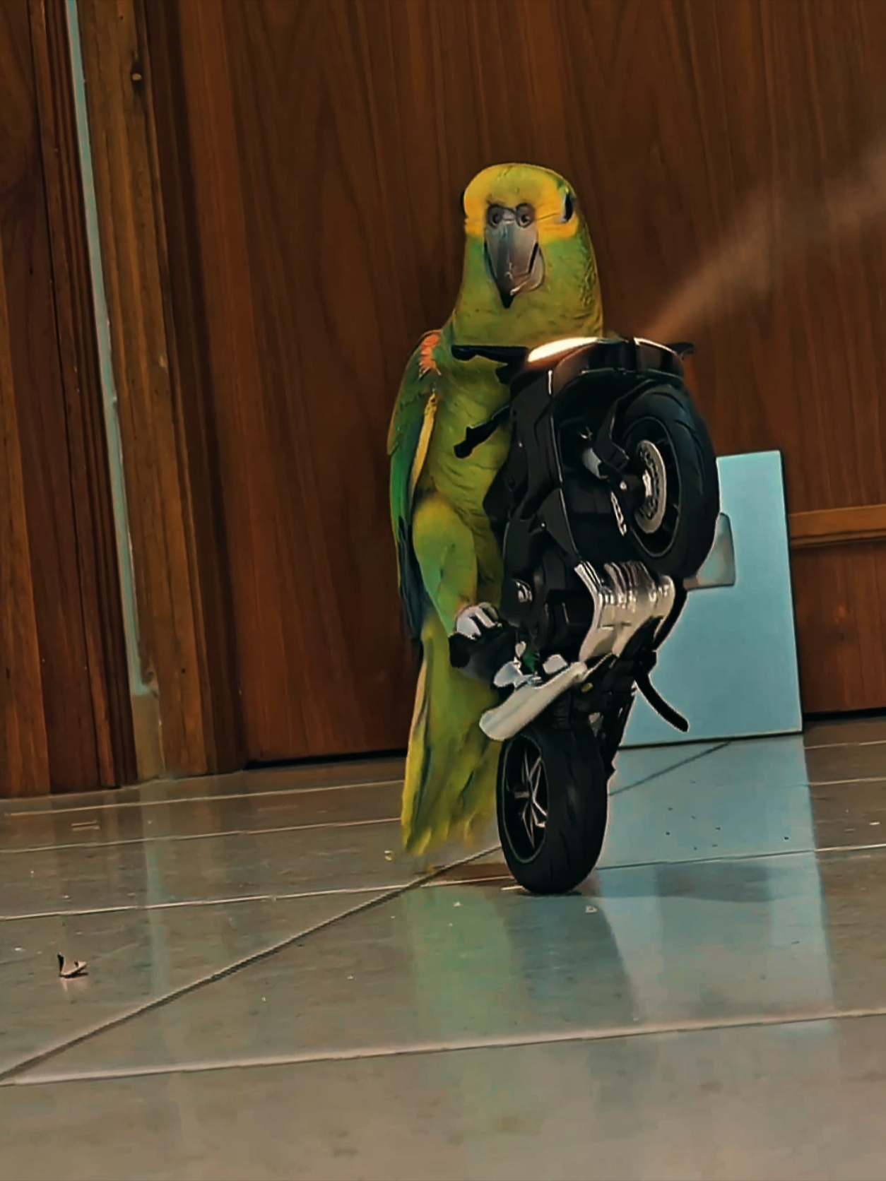 My parrot knows how to ride a Kawasaki #Biscoitocut #CapCut #birdsoftiktok #motorcycle #parrot 