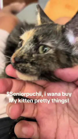 I jumped on the bandwagon! #postyourcashapp #catsoftiktok #kitten #cashapp #fyp 