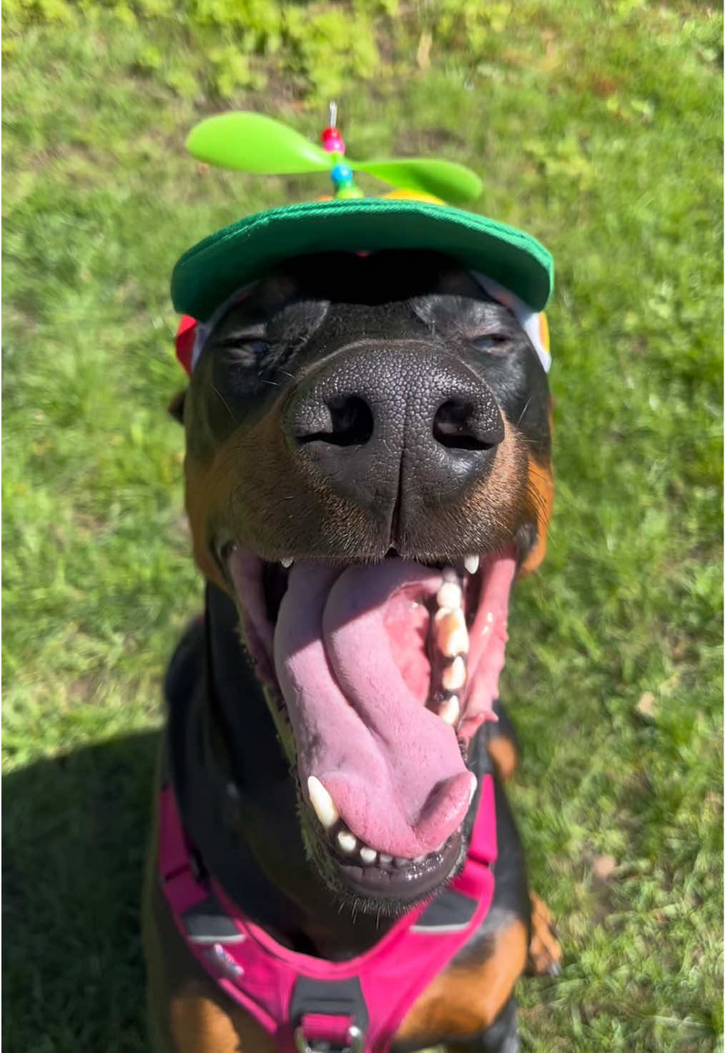 He’s a man of the arts 😂✨ #dogsoftiktok #doberman #dogcontent #funny 