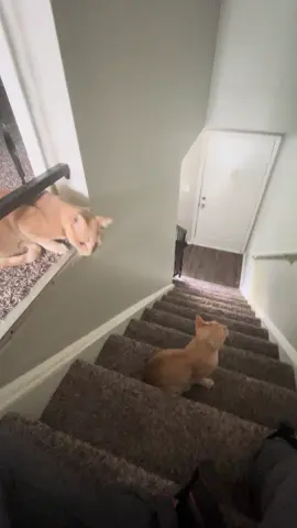 Fred being a cute menace to society and George is having none of it #cat #orangecat #cattok #playfulcats #orangecatsoftiktok  