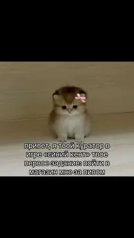 #синийкент #пиво 