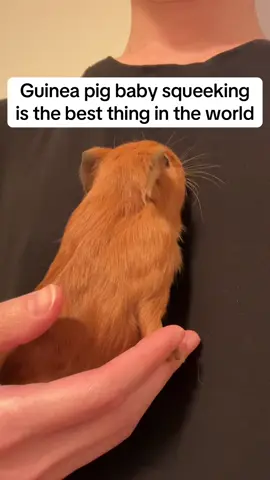 My 18-day-old guinea pig baby has officially achieved Squeek Master certification. 🤣 . . . #guineapig #babyguineapig #cuteanimals #babyanimals #guineapigsoftiktok 