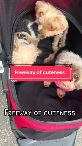 #dog #cute #dogwalk #dogsoftiktok #pet 