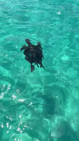 Momentos a bordo da nossa embarcação, ambiente família, águas cristalinas e uma tripulação muito atenciosa dando o maior suporte para vocês!  Reservas ao 22997149054  #embarcacaoagnusdei #arraialdocabo #passeiosemarraial 