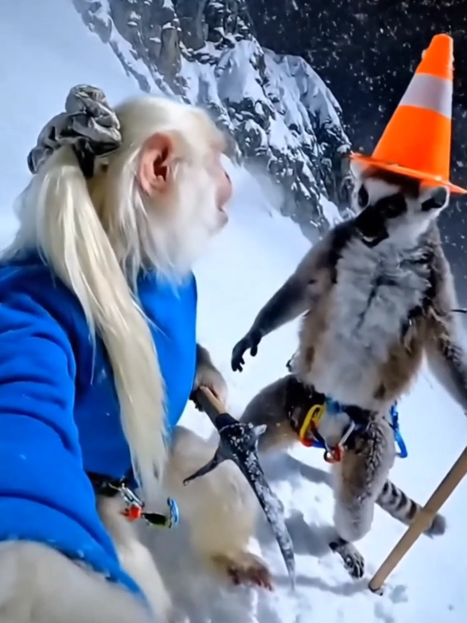 tentei pegar minha Maktaa com @LemureVlogs 🐒  #humorbr #creatorsearchinsight #makita 