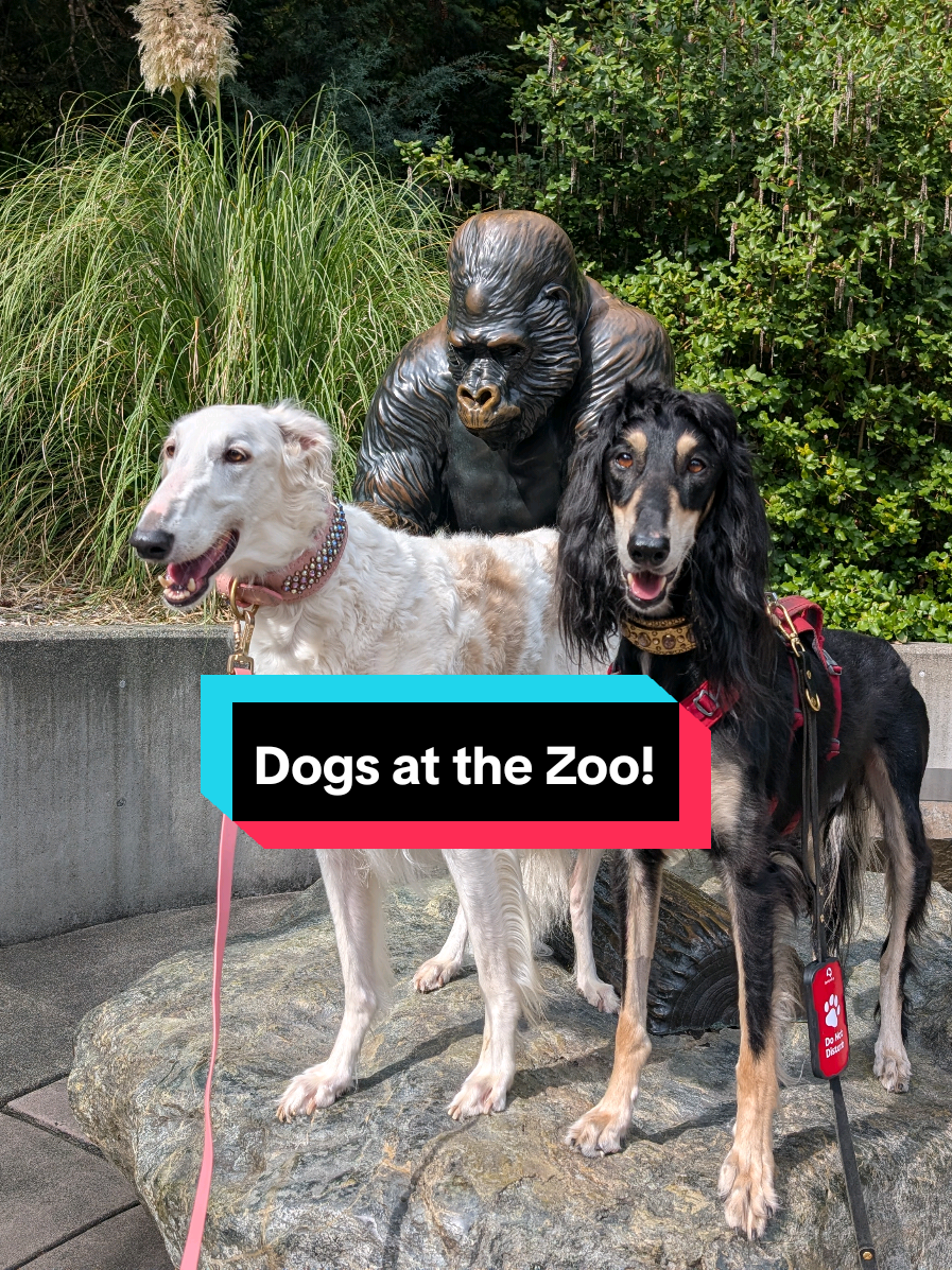 I never thought I'd be able to take my dog to the zoo! They absolutely loved it! @Hounds & Bean joined us for this outing and it was just a lot of fun to have the noodle squad back together. #zoo #dogsoftiktok #saluki #borzoi #pointdefiance @Point Defiance Zoo & Aquarium 