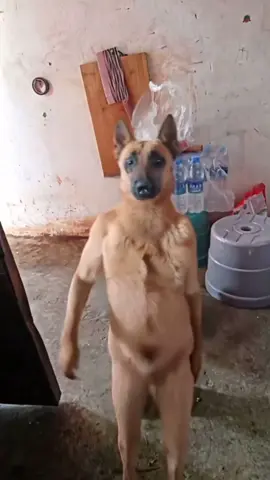 #CapCut #dancingdog #fyp #viral #fyf 