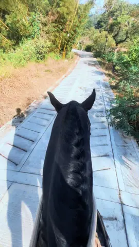 #caballos #caballostiktok #caballistasdecorazon #paratiiiiiiiiiiiiiiiiiiiiiiiiiiiiiii 